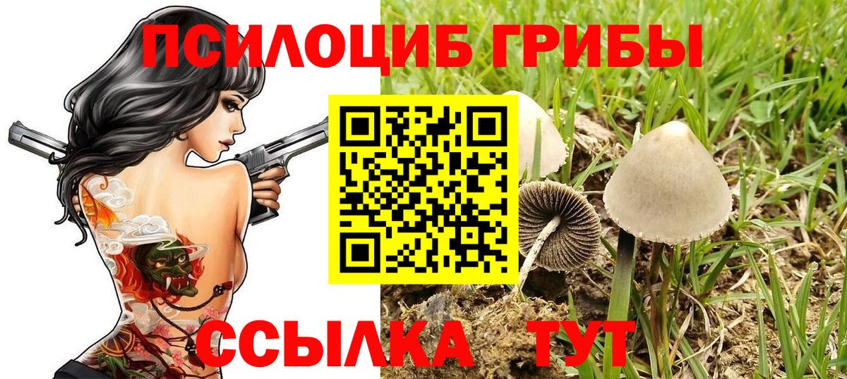Балаково  хочу наркоту  Вход с VPN  Псилоцибиновые грибы прущие грибы 